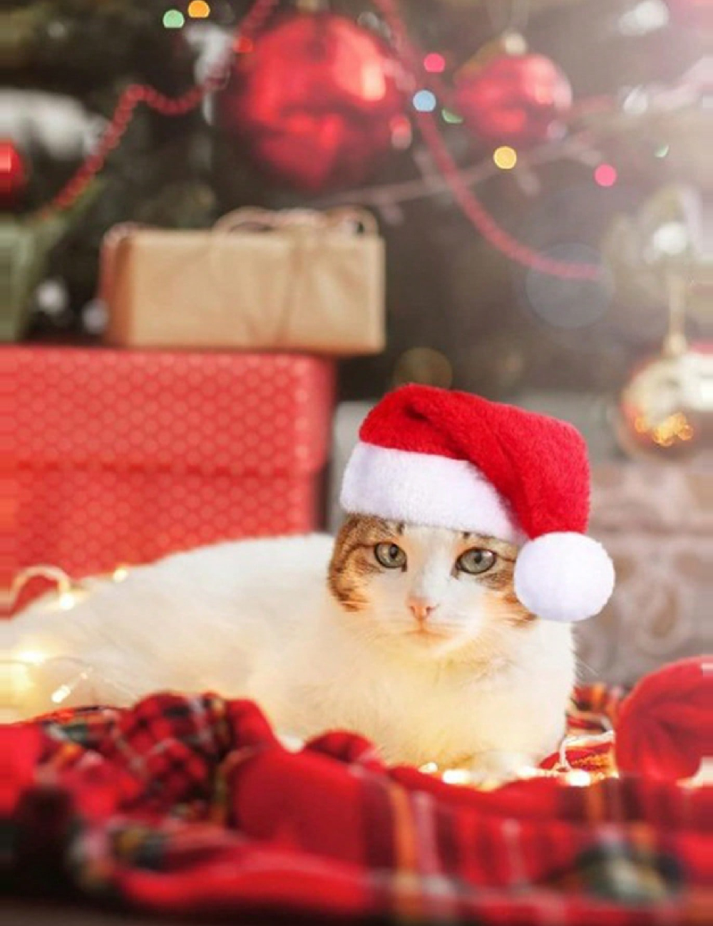 Caciula pentru Animale SHEIN, rosu