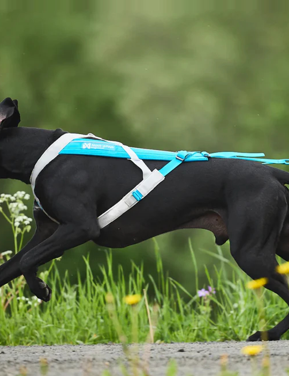 Ham Non-stop dogwear, albastru/gri